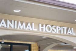 Buying Veterinary Hospitals