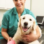 sell your veterinary practice